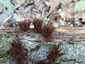 Pihe nyálkagomba (Stemonitis fusca), Budai-hegység